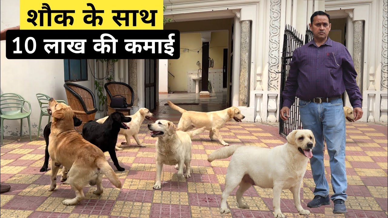 Labrador Retriever जो तबियत खुश कर देंगे | Elite Labrador | English Labrador