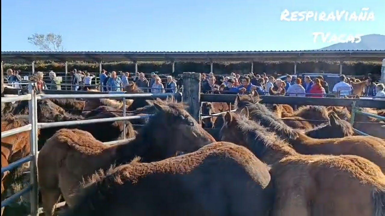Feria de Equino de San Pedro del Romeral 11-10-2025