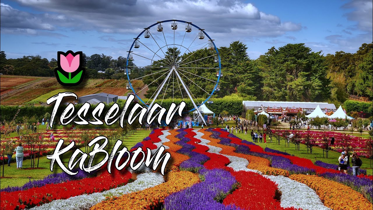 🌷 Tesselaar Flower Farm : From Tulips to KaBloom