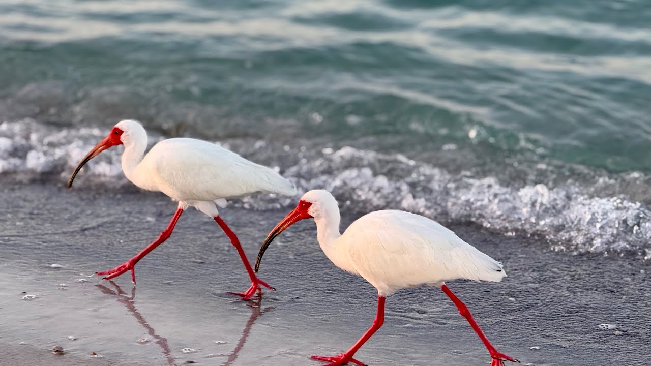 Lido Key, Sarasota, Florida