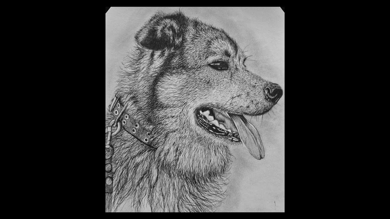 How to Draw a Dog Easy Step by Step 3 HOURS Video