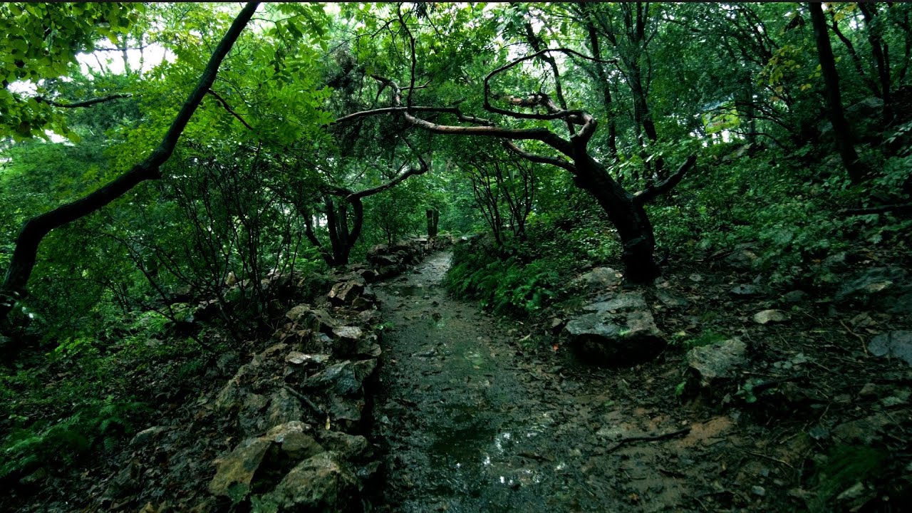 Soothing Rain Forest Walk to Sleep, Relax, Resolve Insomnia