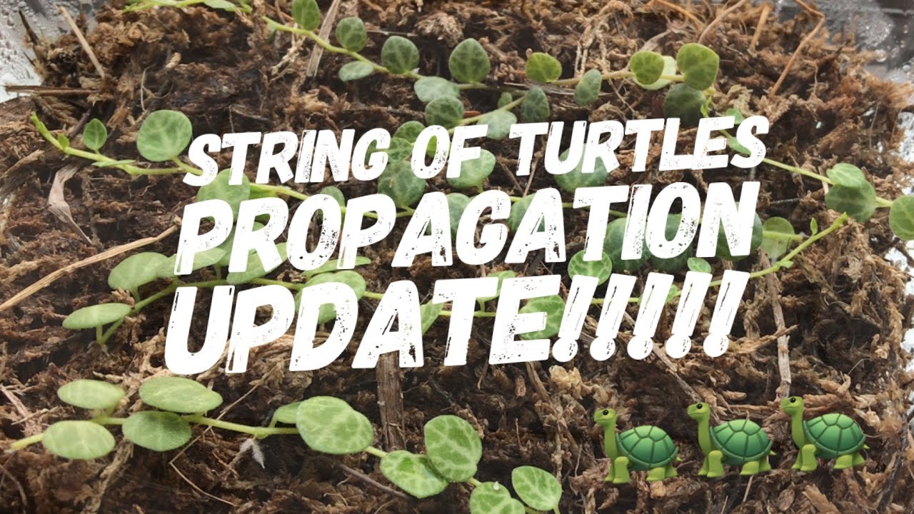 String of Turtles Propagation Update!!! | Peperomia Prostrata Cuttings in Sphagnum Moss