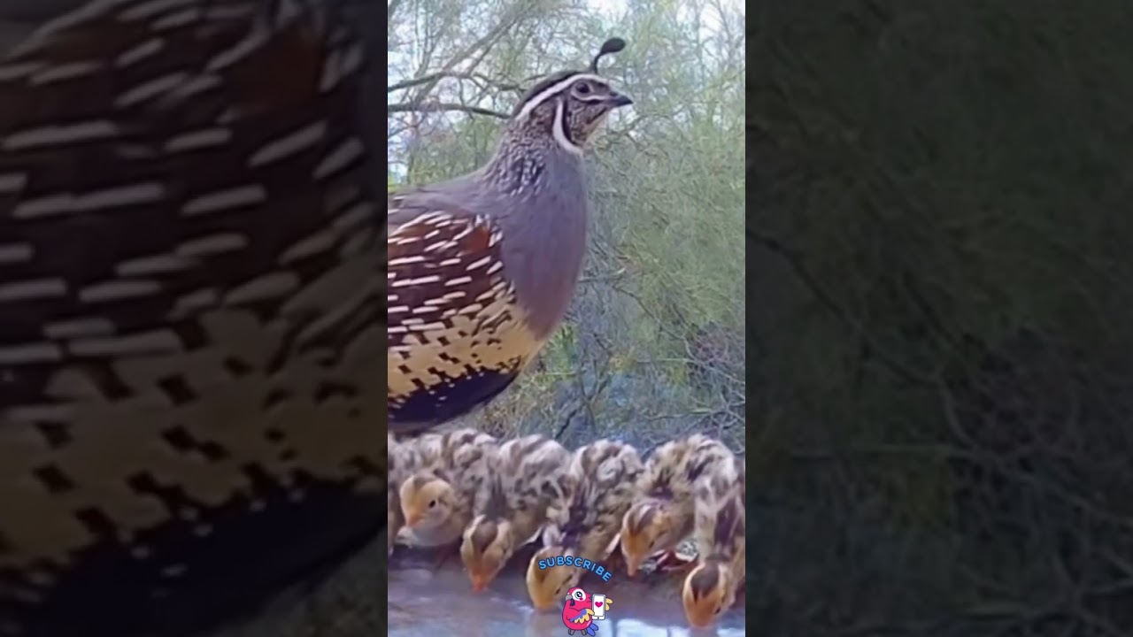 A quail family with their chicks #shorts #quailfarming #quail #ai #aiart #yt #fyp #fypシ゚viral  #cute