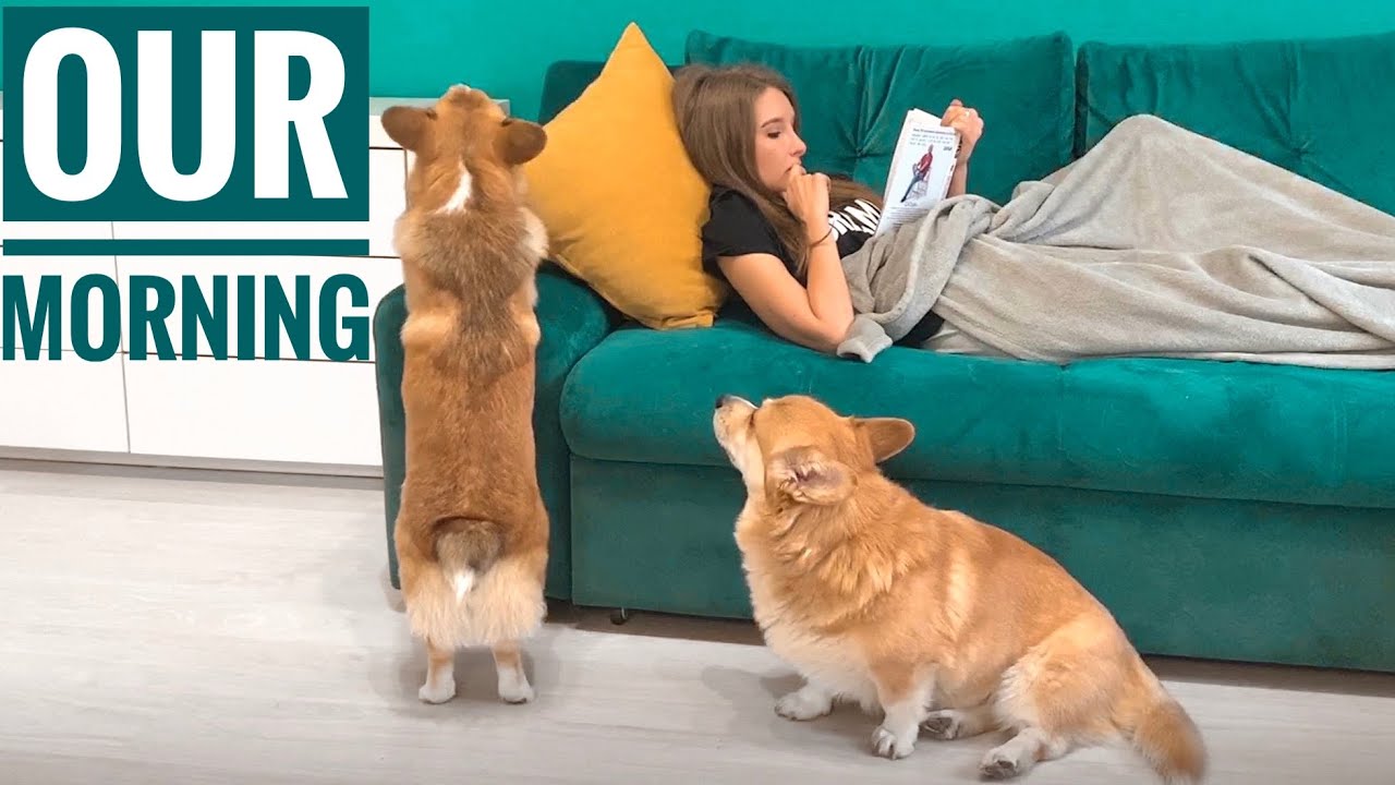 MORNING ROUTINE WITH MY Dogs🐶❤️️ Cute corgis