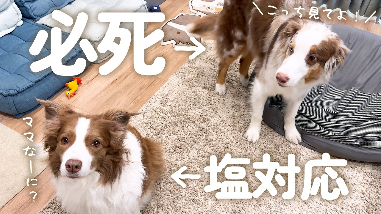 構って欲しくて全力でちょっかいをかける弟犬が可愛すぎた😂【ボーダーコリー・オーストラリアンシェパード】