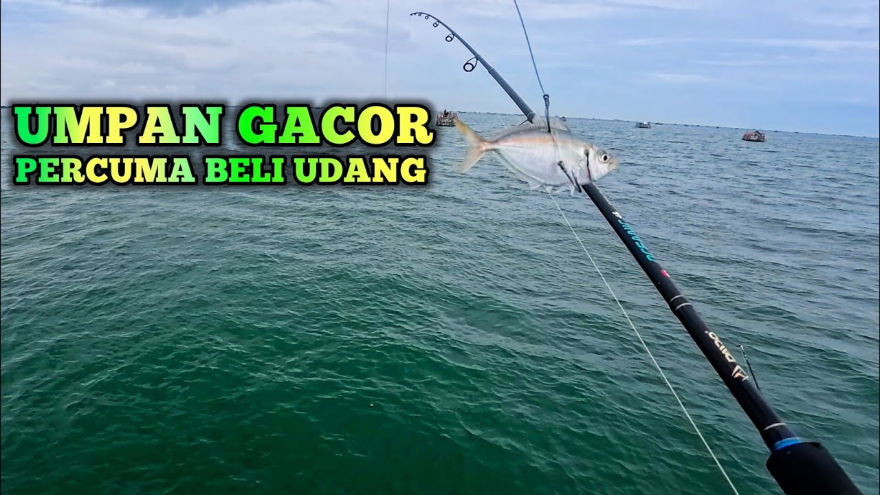 PERCUMA BELI UDANG‼️TERNYATA UMPAN DAN SETTINGAN INI LEBIH AMPUH DIBAGAN INI