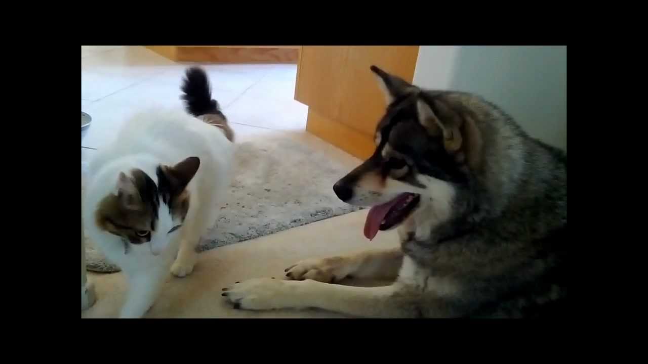 Siberian Husky and Cat rough housing