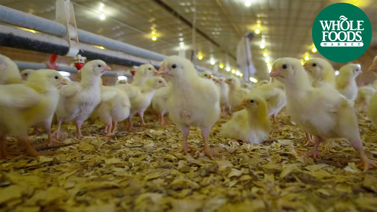 Bell and Evans | Meet the Ranchers | Whole Foods Market
