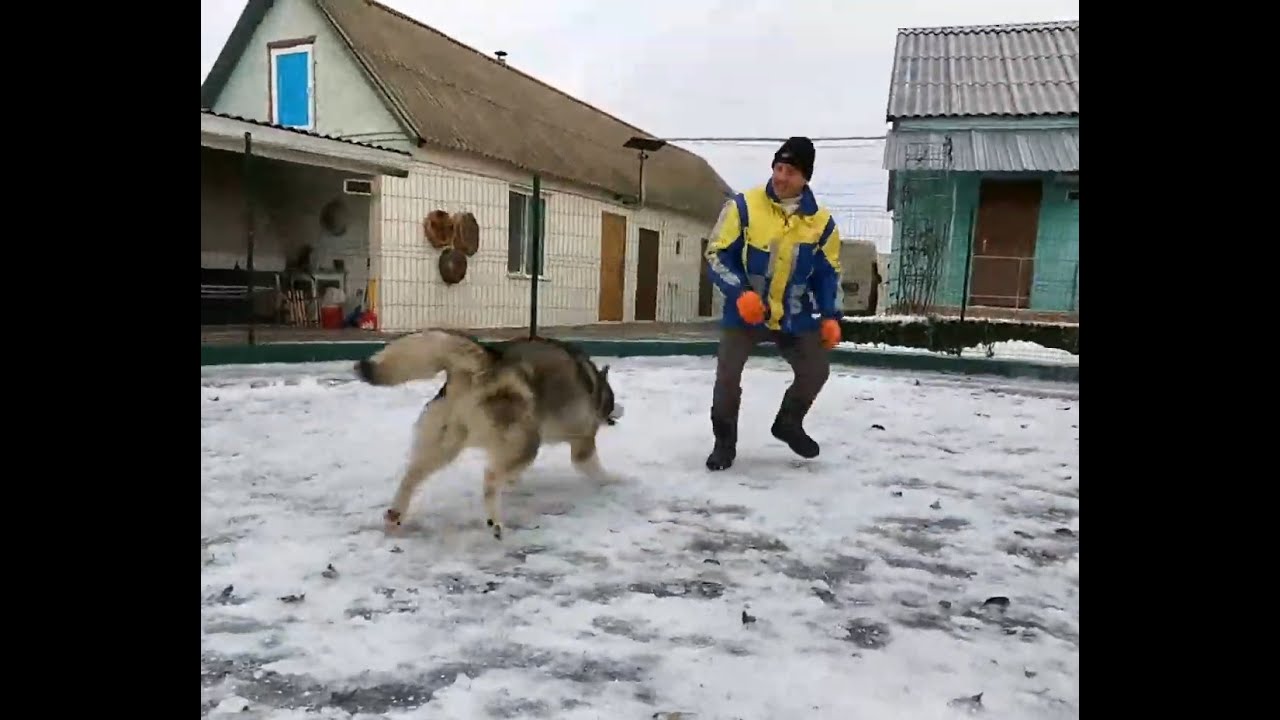 Аляскинский маламут Егерь в восторге от зимы ❄️🐺 | Выгул в гостинице для собак Полтава