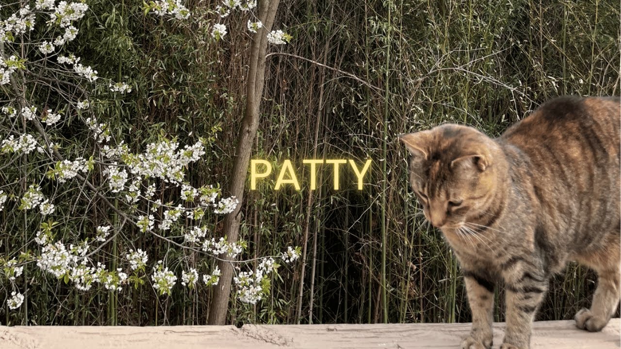 Patty - Mink's Miracle Medicine (Lyric Video)