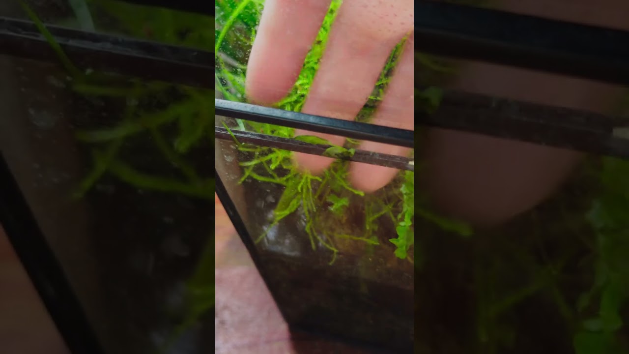 the orchid roots in this tall terrarium #orchid #terrarium