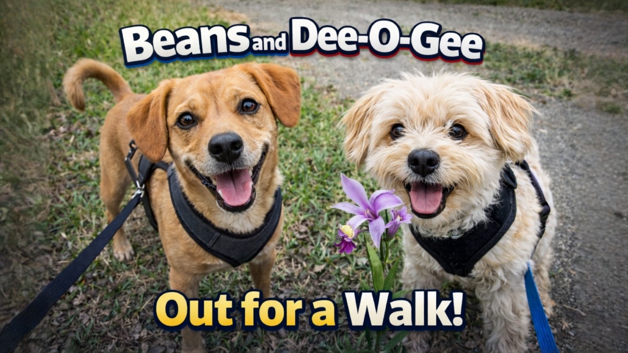 Beans and Dee O Gee Out for a walk! (05/07/2025)