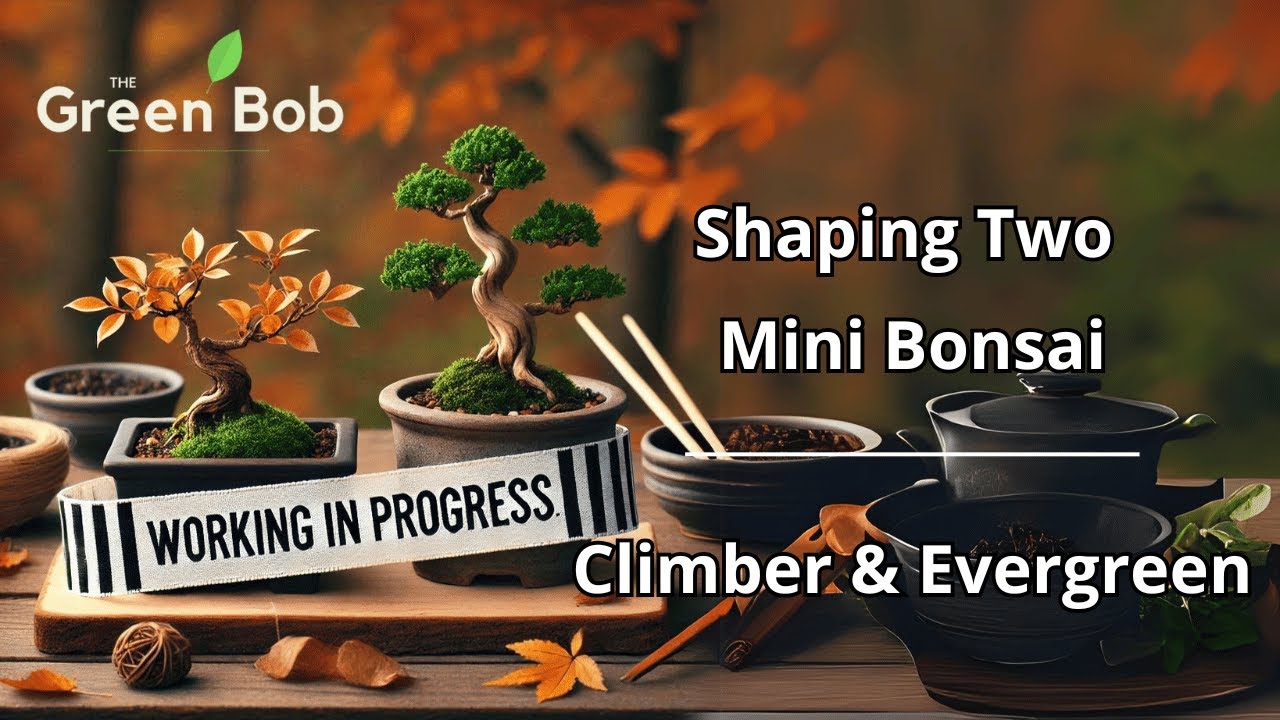 Pruning and Wiring Two Mini Bonsai: Climbing Plant & Evergreen Transformation