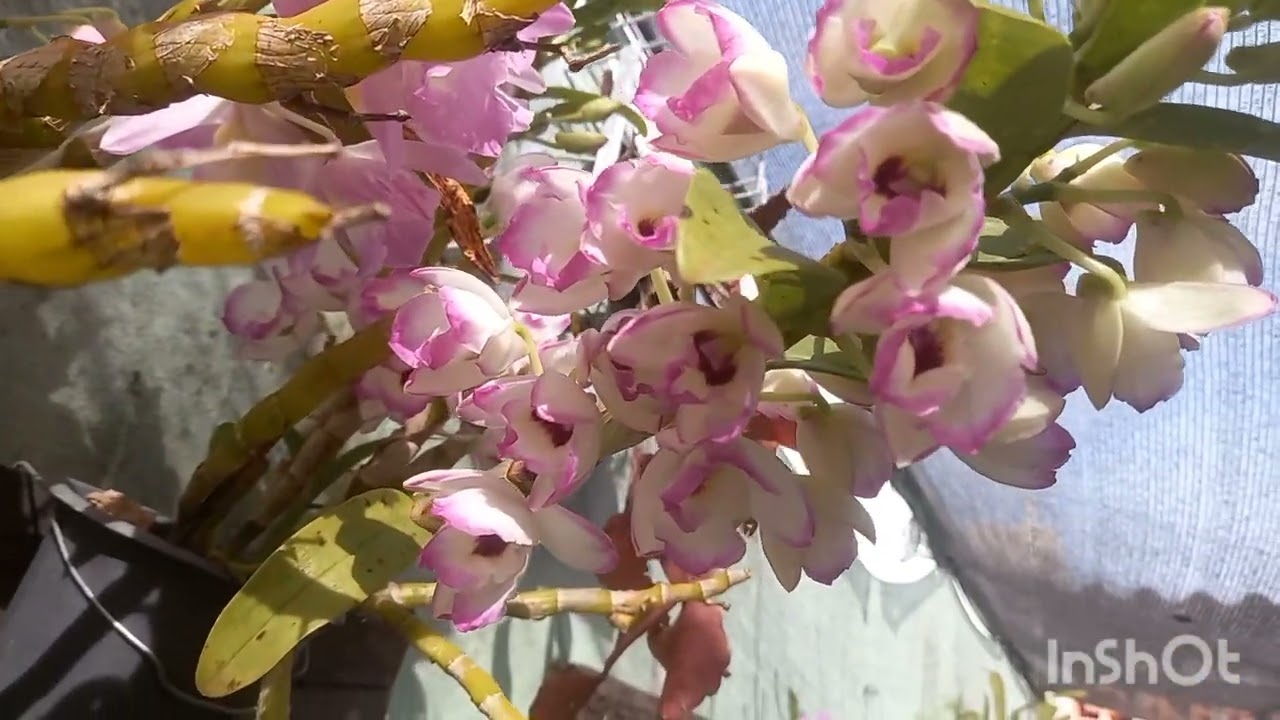 Floração do dendobrium e catleia tipo ..esta um espetáculo...