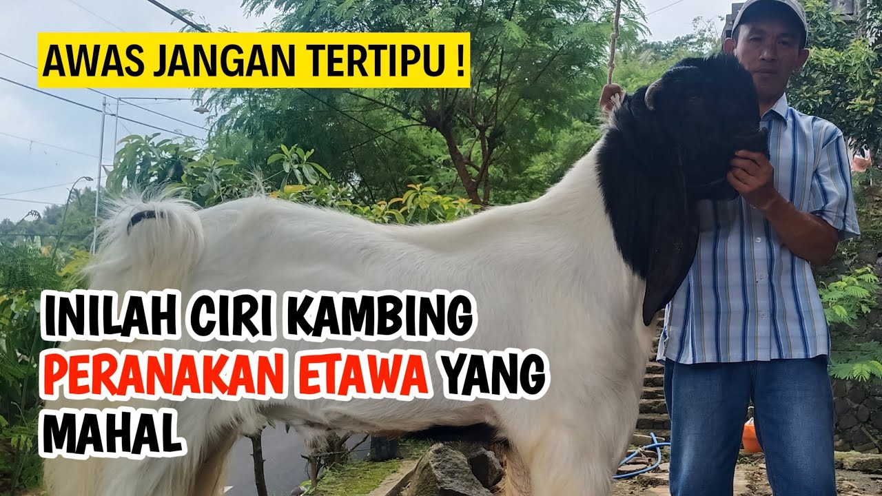CARA BEDAKAN CIRI KAMBING PERANAKAN ETAWA YANG BAGUS | @AGROTV9