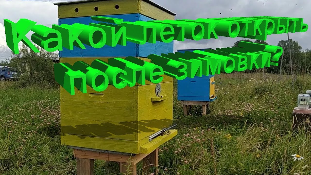 Профессор Кашковский: После зимовки какой из летков должен быть открытый?