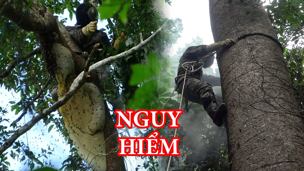 NGHỀ NGUY HIỂM !!! KHAI THÁC MẬT ONG RỪNG, SĂN GÀ ĐÊM - Trại Lớn - T43