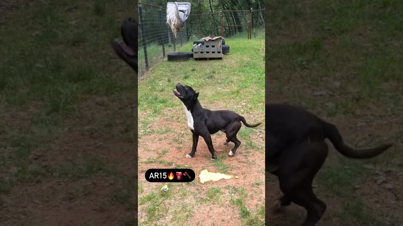 NEW HIGH PERFORMANCE BANDOG