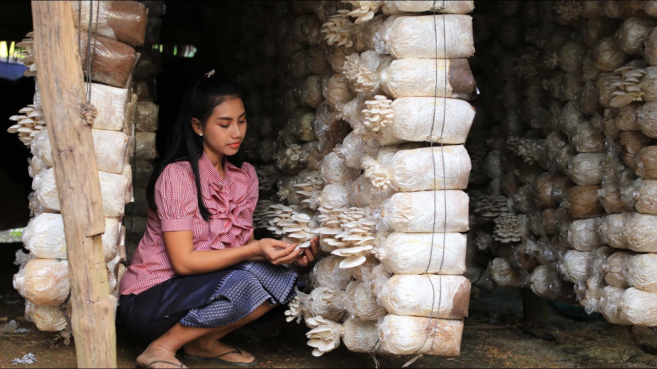 Cooking Oyster Mushroom in my homeland - Polin Lifestyle