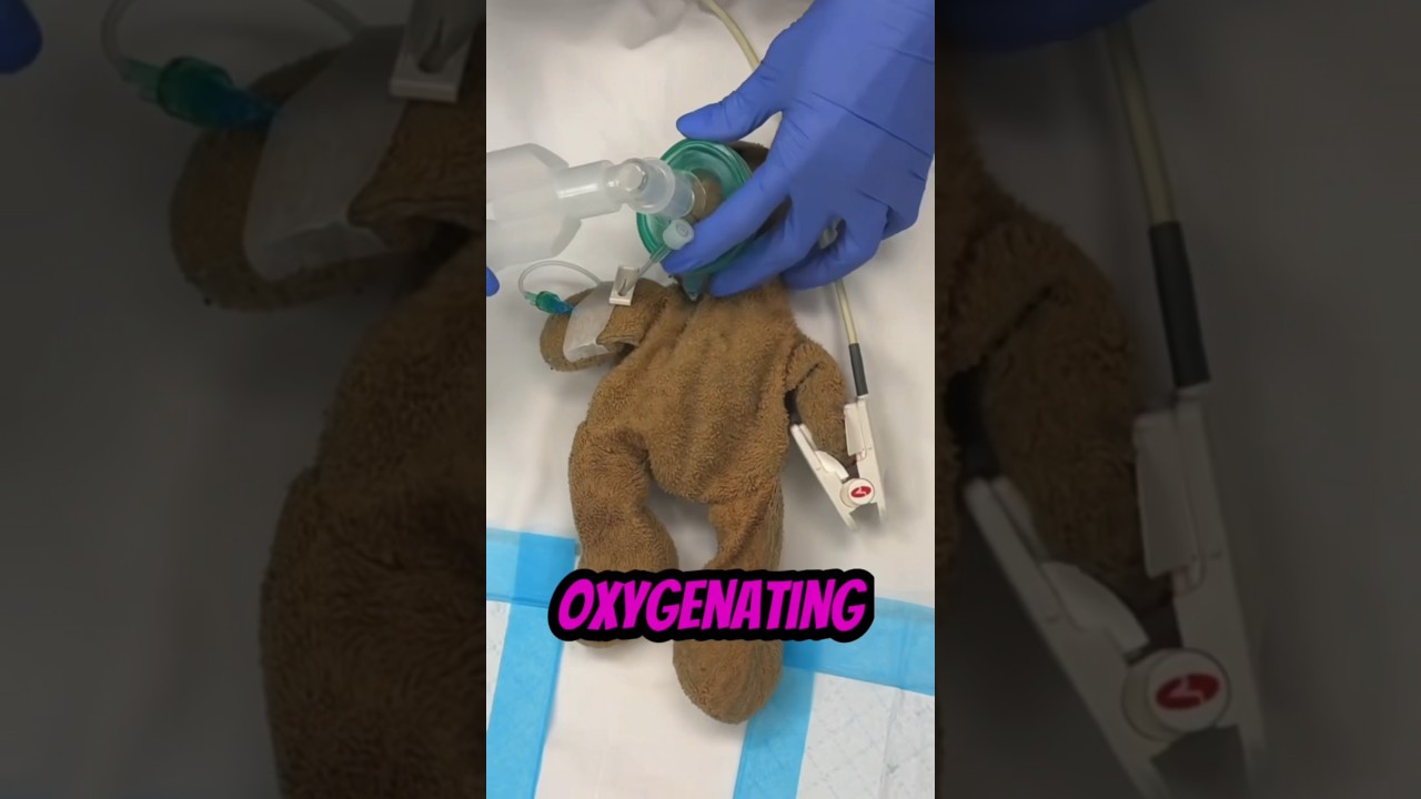 Teddy Bear Plastic Surgery 🧸