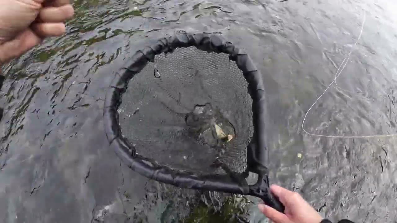 Fliegenfischen an der Lenne - Biss auf Biss