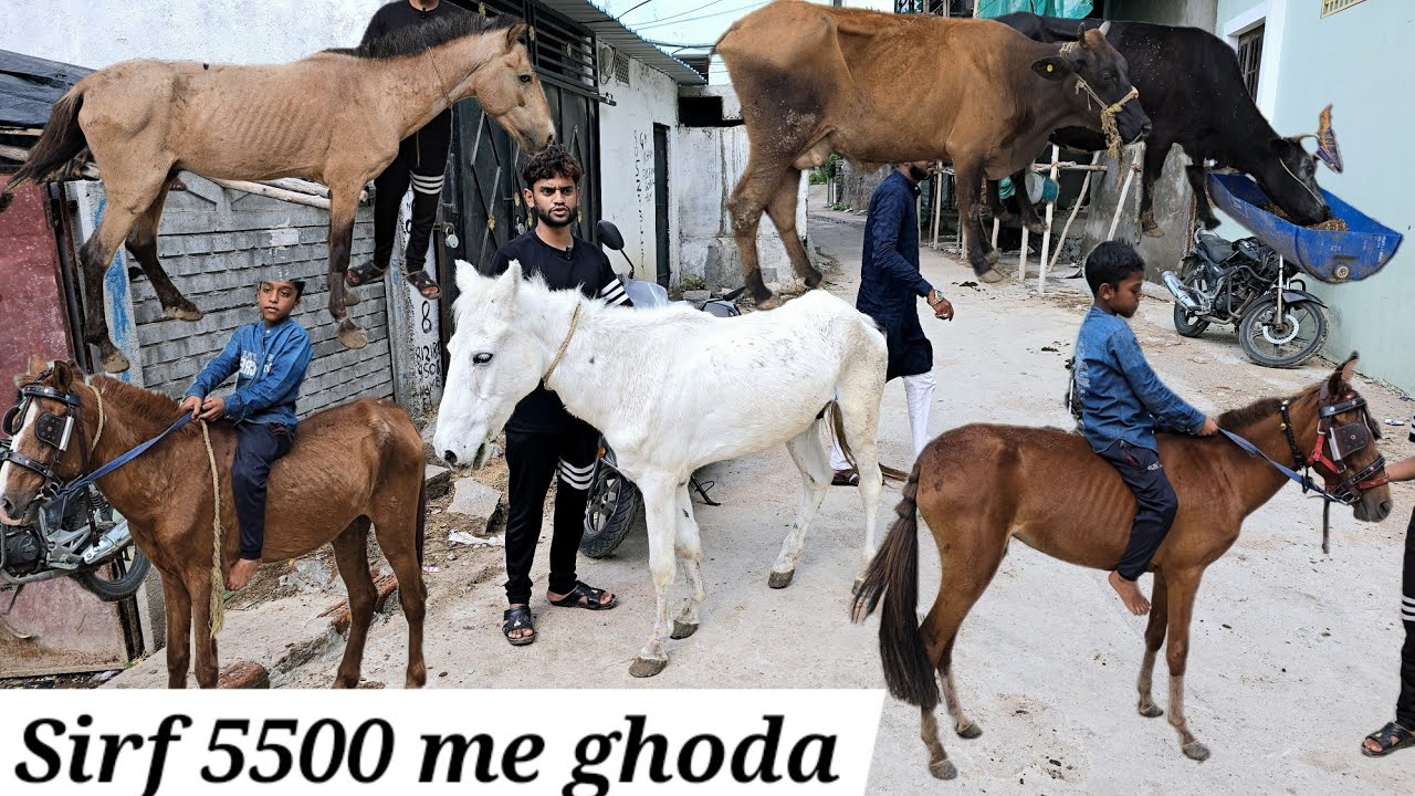 sabse saste ghode available in Hyderabad | Tattu ghode | Poni horse's & doodh wali jersey gai in Hyd
