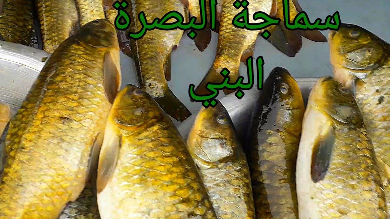 سماجة البصرة القديمة 2021/2/5الجمعة