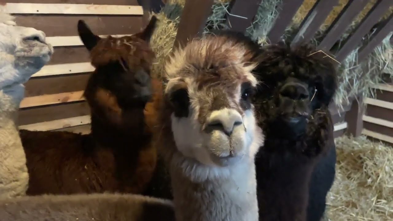 Alpaca sounds