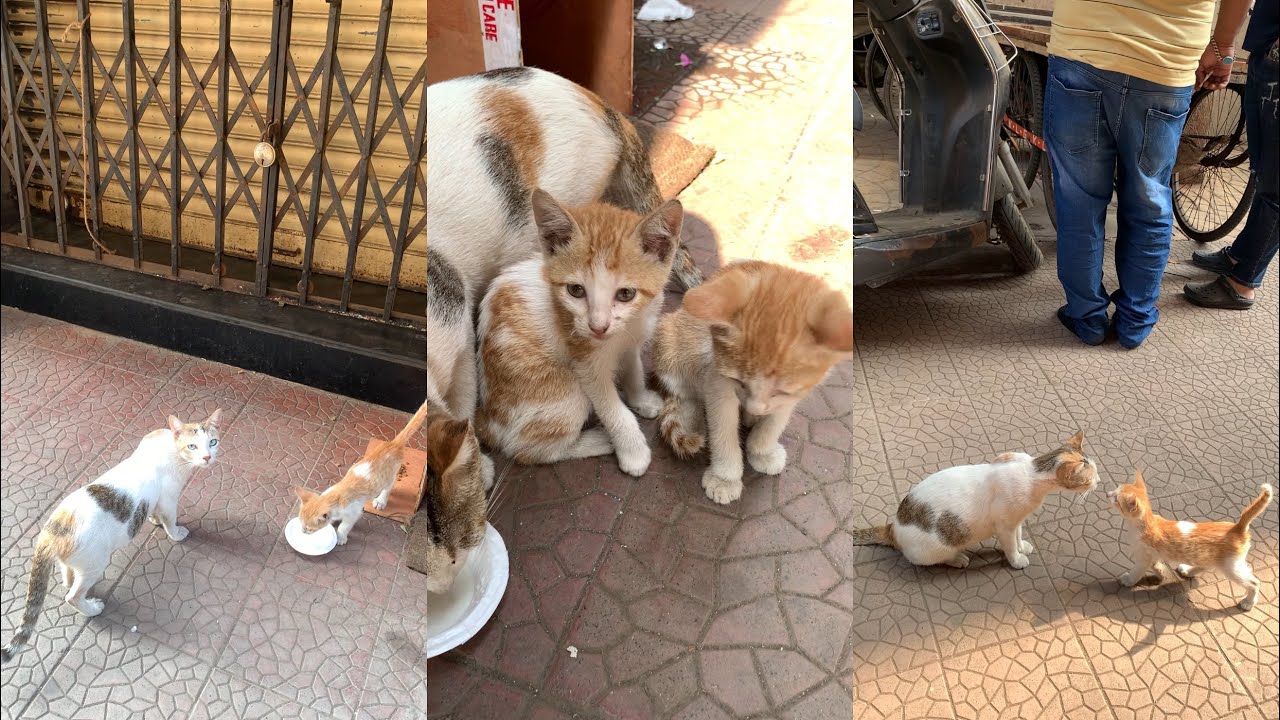 27/1/26 Snowy Family 🐈 everyday new twist 😢 Japy 🐱 gone again 😢 he is worse than Chintoo 🐱 😿 