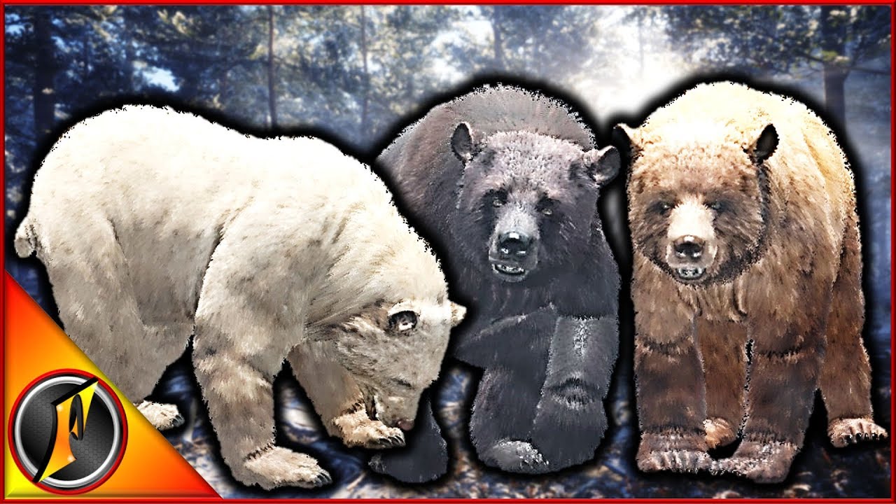 The Start of the Brown Bear Grind!