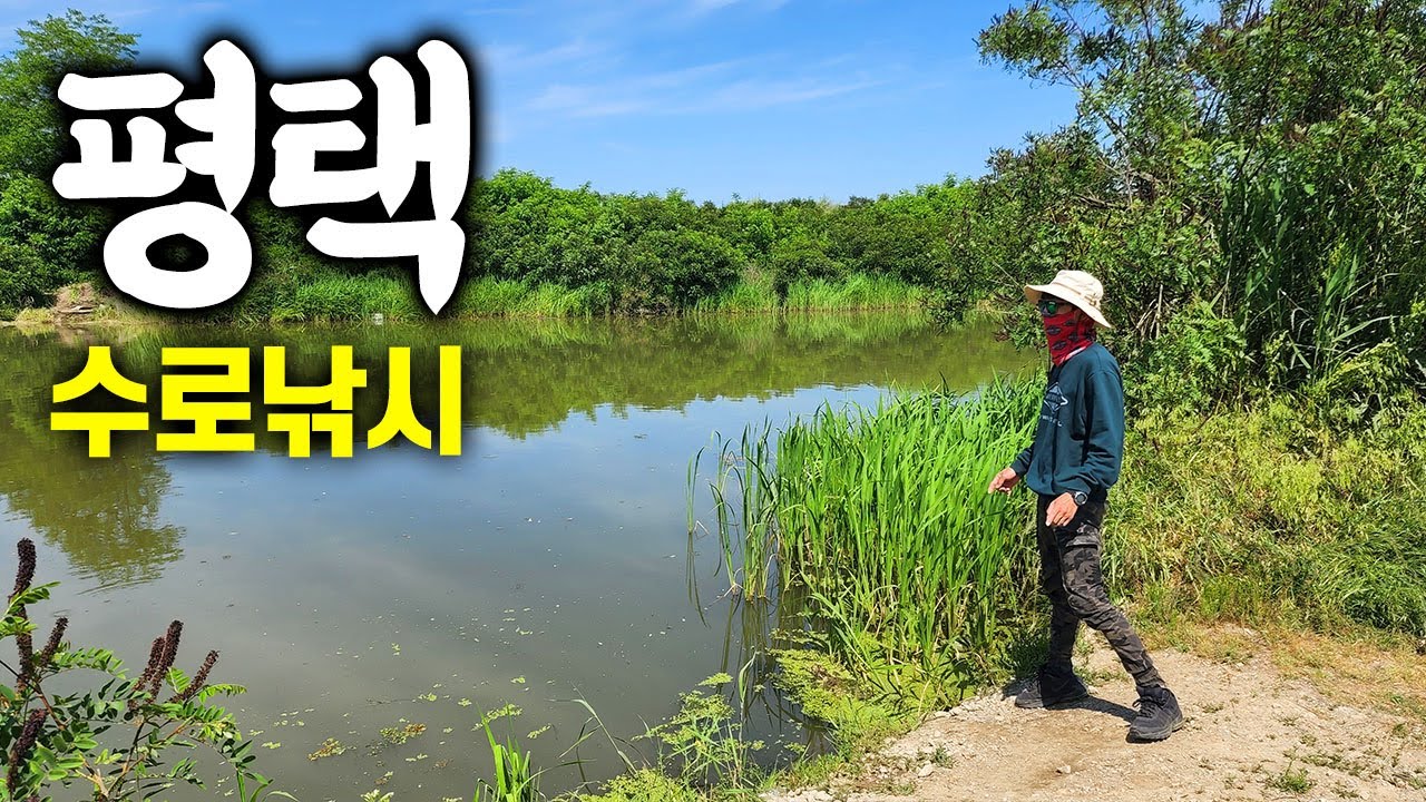 평택의 수로 비밀포인트에서 친구와 1박2일 캠핑낚시로 3종 어종세트가 나왔어요.