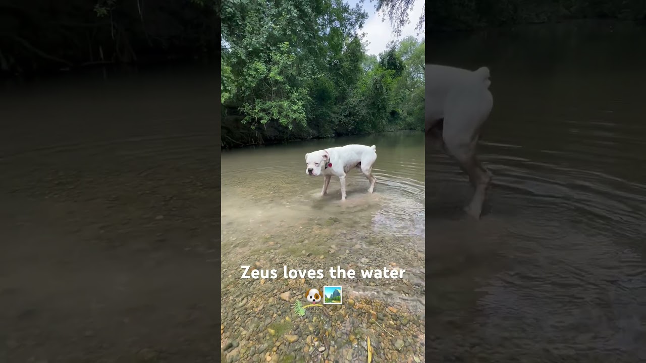 Zeus loves the water!#river #explore #dogs #dogadventures #hikingadventures #doglovers #boxerdog