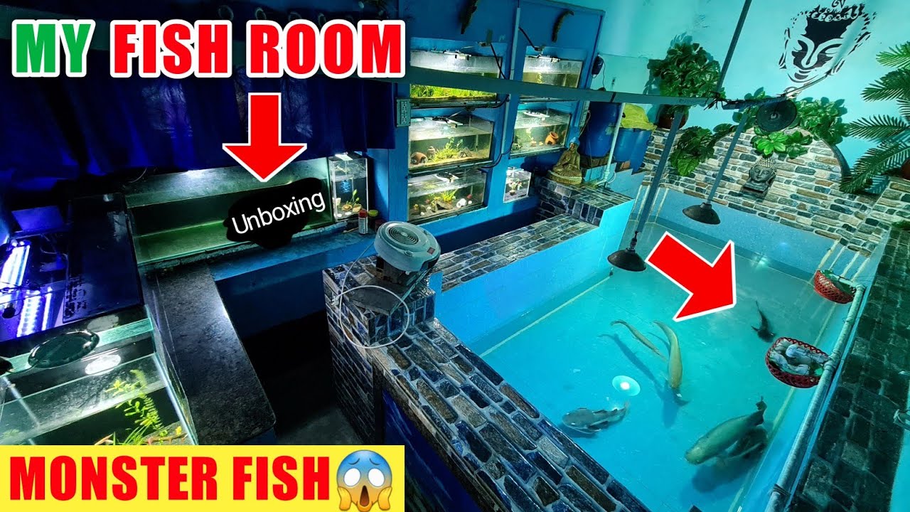 MY FISH ROOM TOUR *NEW* |MONSTER FISH UNBOXING PREDATOR TANK POND AQUARIUM SHARK ARAPAIMA India Ikan