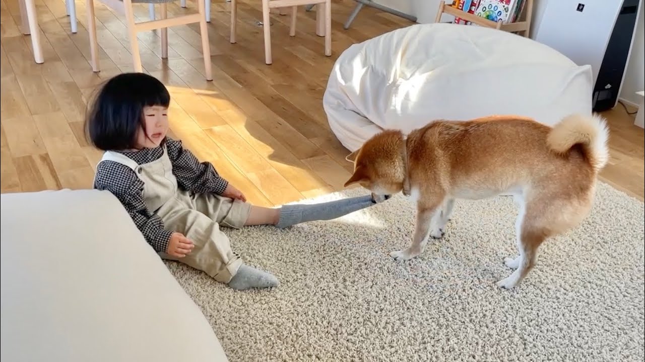 うちの柴犬と娘が遊んでると大体こうなります