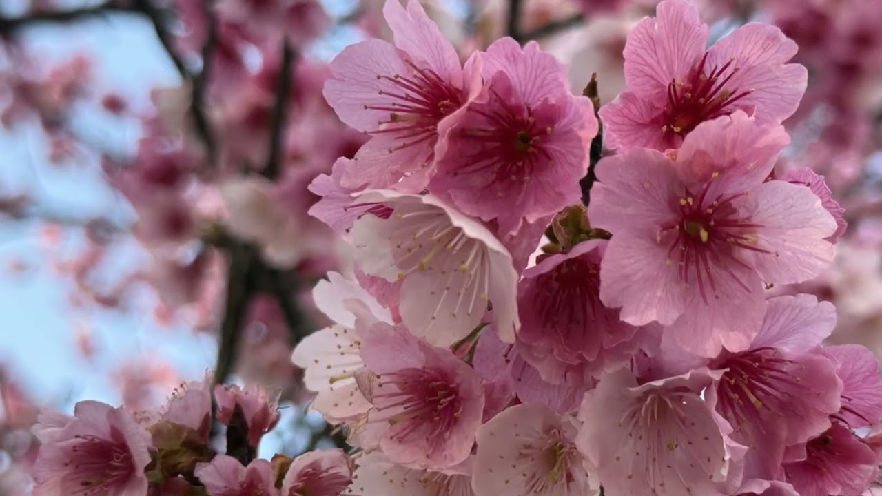 20260203平菁街的寒櫻