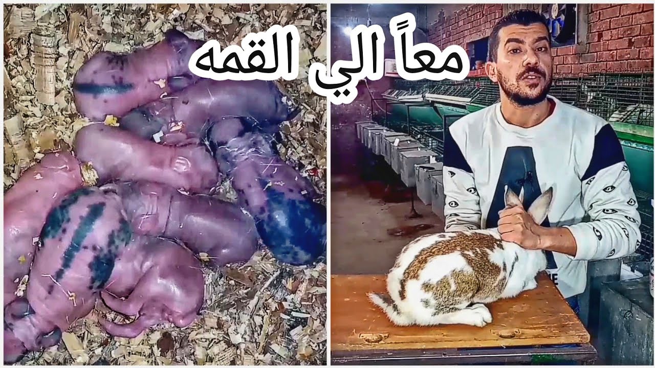 طريقة تجهيز امهات الارانب للانتاج المكثف