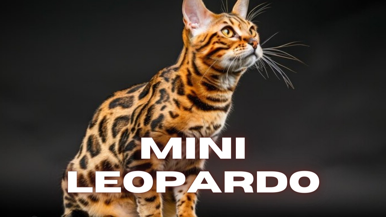 Gato BENGALI: belleza SALVAJE en casa 🐆🏠
