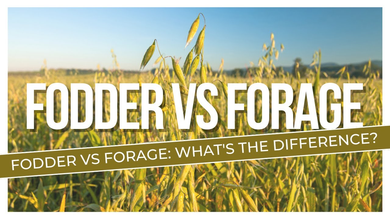 Fodder and forage crops difference