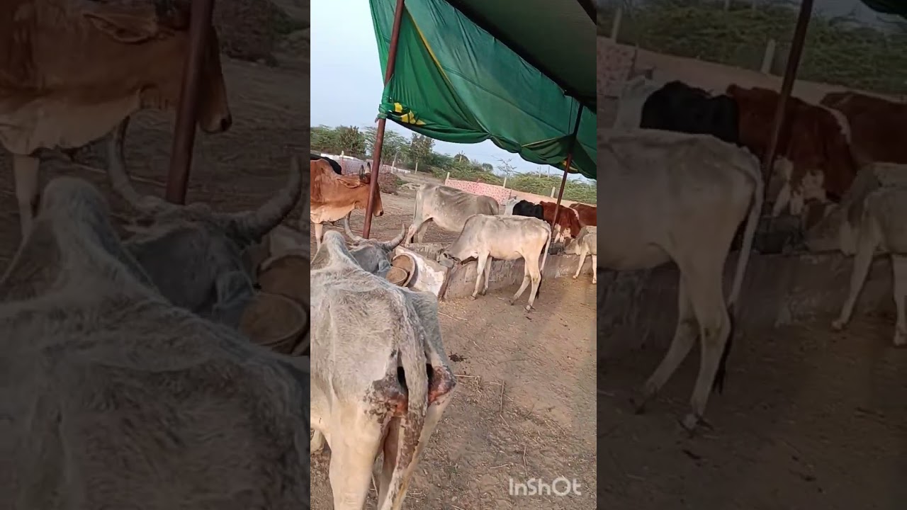 🙏🌹🙏 श्री राम गोपाल गौ सेवा किरखेड़ा,अरणी रोड़ राशमी 
