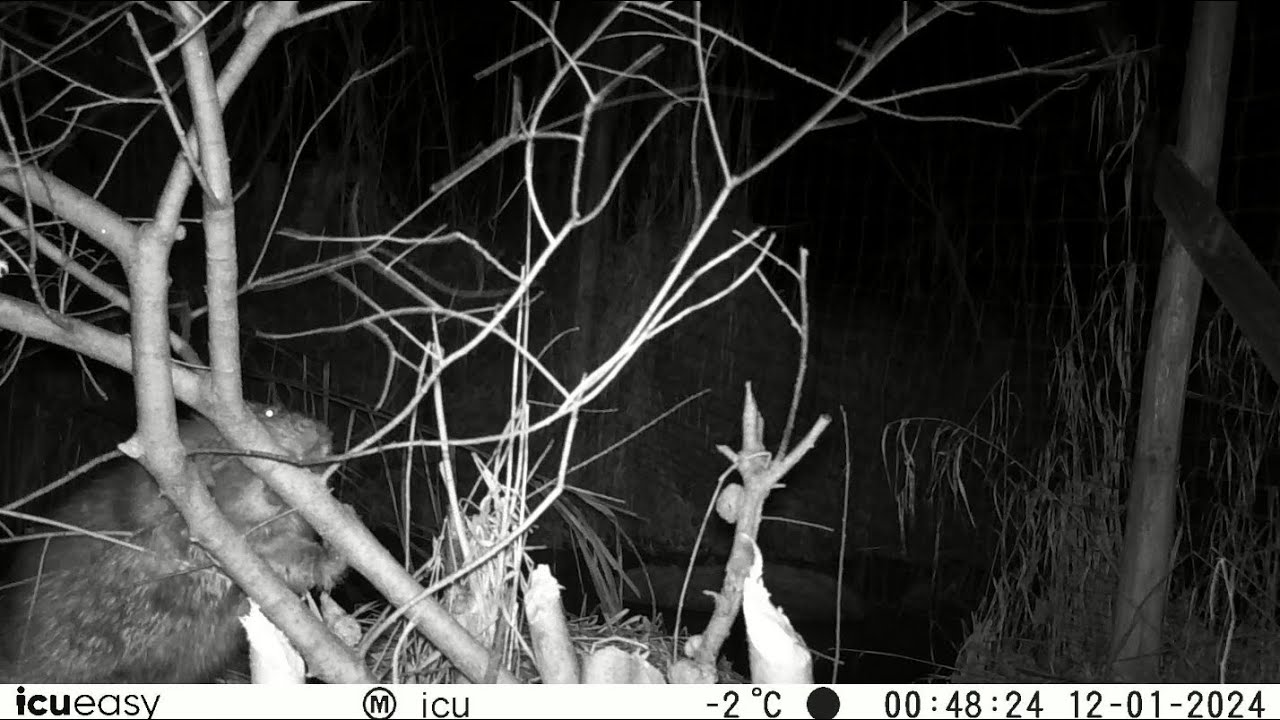 #biber 02 @NaturgartenEuring-Bachwinkl #icu #wildkamera #nachtsicht #j&auml;nner #2024 🦫