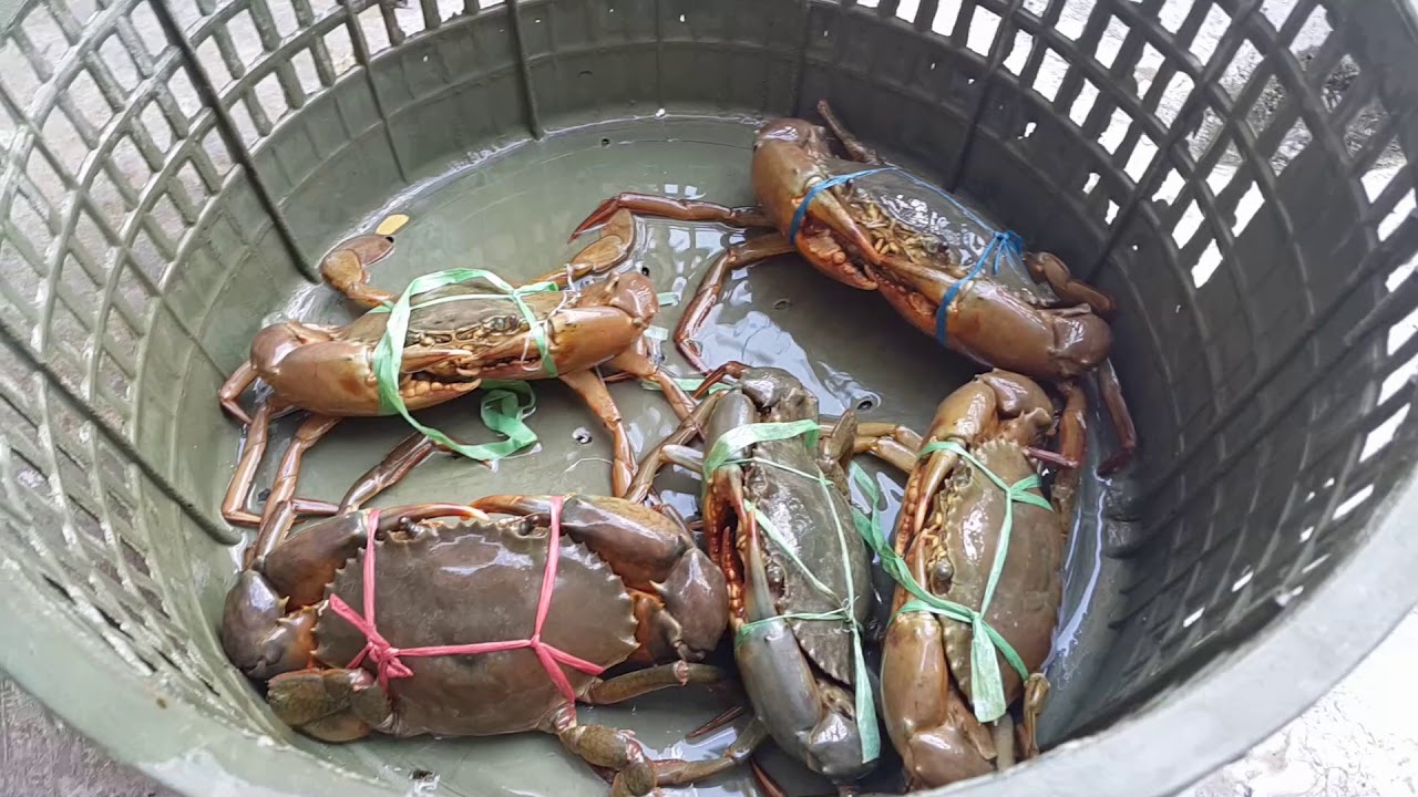 How to Preserve Live Crabs for 2-3Days 买回来的活螃蟹如何养活2 3天