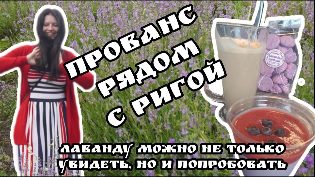 Лавандовое поле рядом с Ригой  Прованс в  Латвии