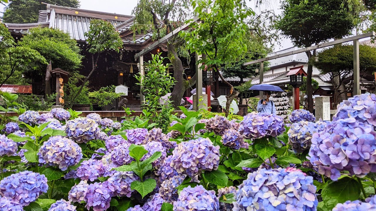 4K 白山、東京｜梅雨空の紫陽花と白山神社