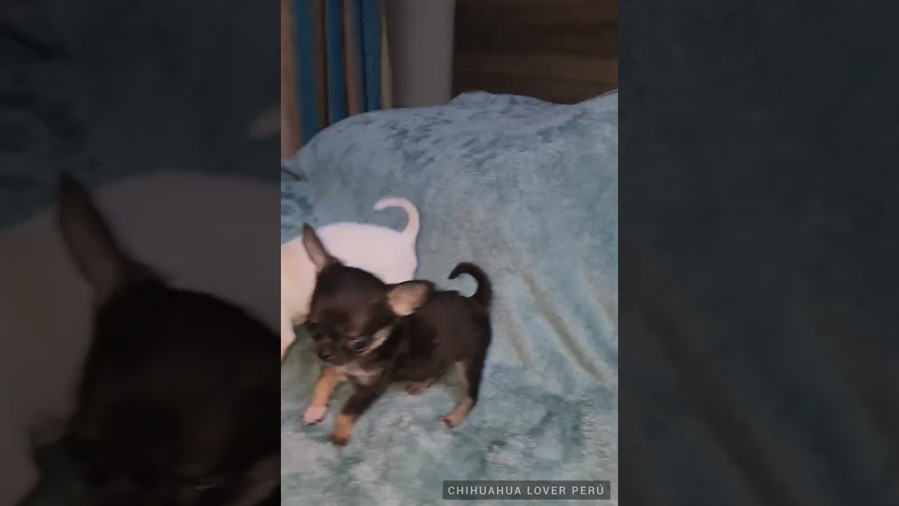 Diferencias entre un chihuahua Toy,  de bolsillo, un minitoy, un miniatura, un microtoy y m&aacute;s.