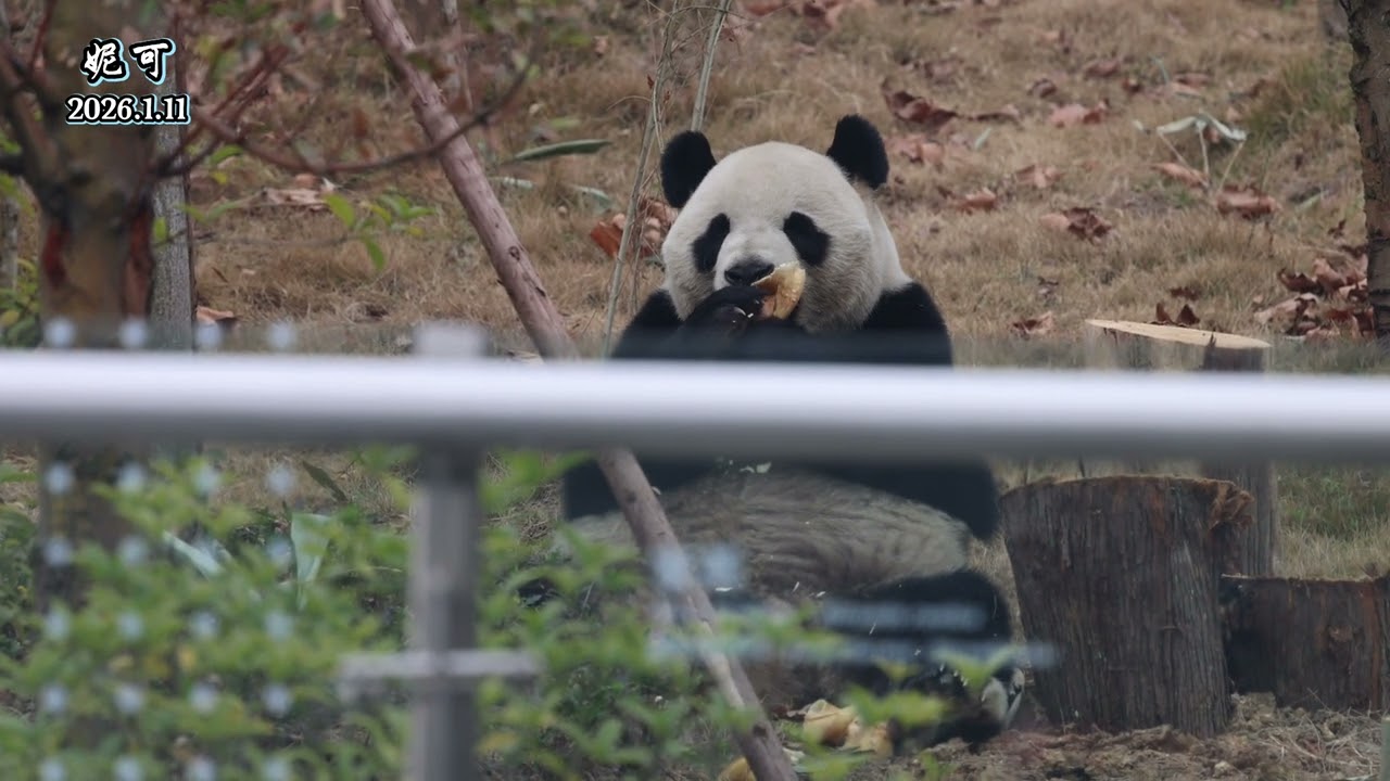 #pandanike #大熊猫妮可 2026.1.4，可可告别居住了半年的胜日馆大山头，搬到了狭小又光秃秃的星光馆，1.5开始出外场，场馆道路还在施工未开放，只能站在对面路上远远看，隔着玻璃很难拍😅