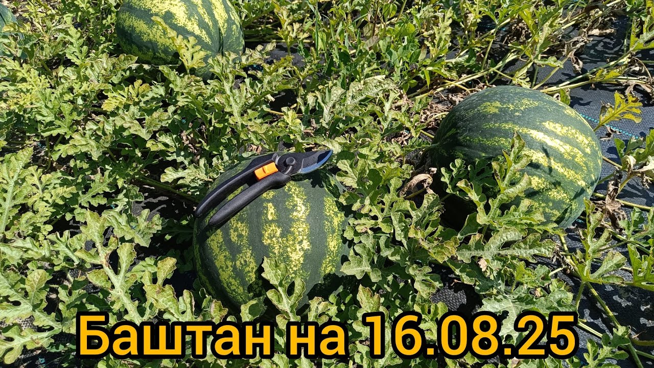 Баштан на 16.08.25
