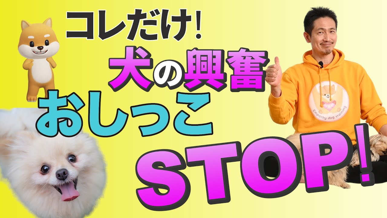 飼い主さん必見！犬のうれション（興奮おしっこ）、実は〇〇が原因だった！