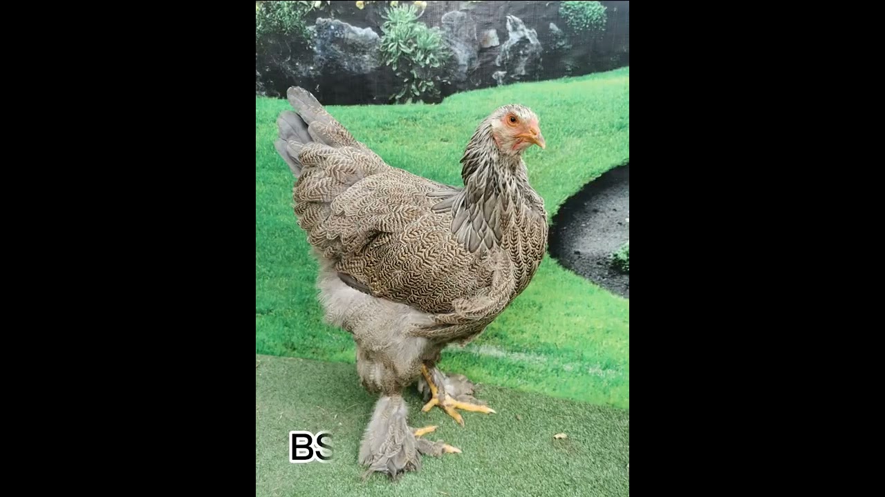 Gallinas Brahmas, visita al  criadero Brahmas O&S Paiján- Cesar Olivera.
