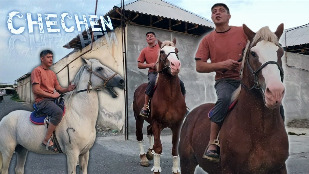 CHECHEN BILAN OQ BURU OT SOTUBGA CHIQDI...УЛОКЧИ ОТЛАР СОТИЛАДИ..#horse #otbozor #лошадки
